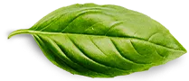 basil-leaf basil-leaf
